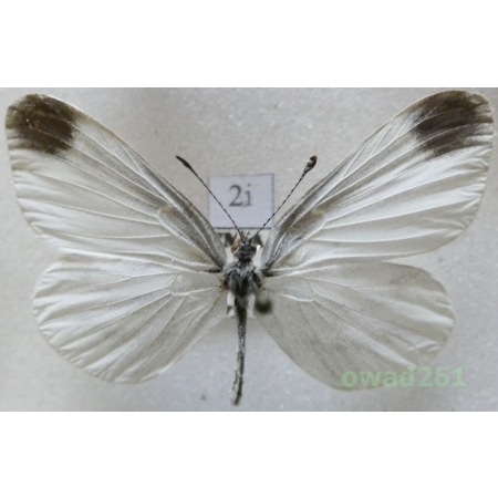 Leptidea sinapis (Linnaeus, 1758) male Wietek gorczycznik Czech2i